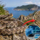 “A primeira descoberta na história da Península Coreana"... Dois tipos de víboras exclusivas da Coreia, as únicas do mundo nas Ilhas Jeju e Baengnyeong, foram liberadas
