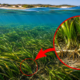 Expedição científica às profundezas do Índico encontra uma floresta submarina gigantesca com milhares de algas distribuídas por uma área de 180 quilômetros quadrados