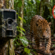 Expedição enviada às florestas da Amazônia encontra uma concentração gigantesca com milhares de árvores distribuídas por uma área de 200 quilômetros quadrados