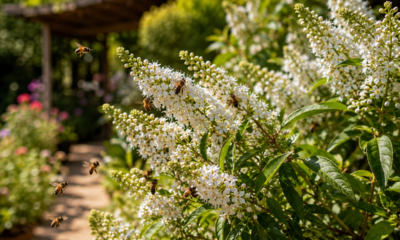 Essa planta arbustiva produz flores brancas perfumadas e atrai dezenas de abelhas para o jardim