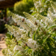 Essa planta arbustiva produz flores brancas perfumadas e atrai dezenas de abelhas para o jardim
