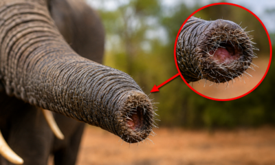 O segredo da tromba do elefante: bigodes com sua própria inteligência