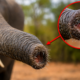 O segredo da tromba do elefante: bigodes com sua própria inteligência