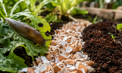Adeus às lesmas no jardim: truque caseiro ajuda a proteger as plantas da presença dos moluscos
