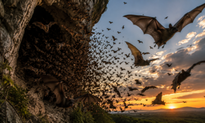 Expedição realizada nas cavernas do México encontra uma colônia gigantesca com milhares de morcegos distribuídos por uma área de 180 quilômetros quadrados