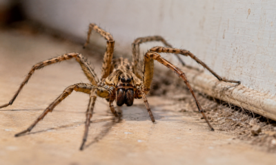 Nem sempre bonita, mas na maioria das vezes inofensivas: aranhas no apartamento