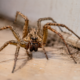 Nem sempre bonita, mas na maioria das vezes inofensivas: aranhas no apartamento