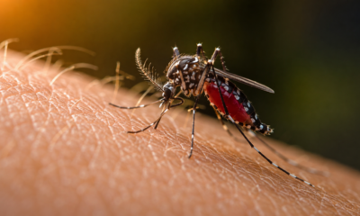 E ainda assim não é o sangue: o que realmente atrai os mosquitos