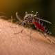 E ainda assim não é o sangue: o que realmente atrai os mosquitos
