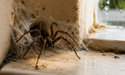 Apesar do susto, aranhas “domésticas” podem cumprir uma função no ambiente residencial ao capturar pequenos insetos