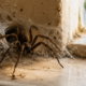 Apesar do susto, aranhas “domésticas” podem cumprir uma função no ambiente residencial ao capturar pequenos insetos