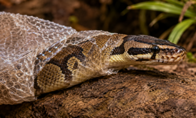 A troca de pele das cobras, chamada ecdise, acompanha o crescimento e provoca mudanças nos olhos e no comportamento
