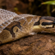 A troca de pele das cobras, chamada ecdise, acompanha o crescimento e provoca mudanças nos olhos e no comportamento