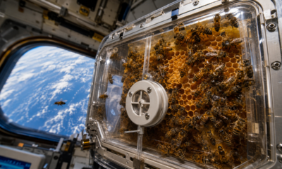 Em 1984, a NASA enviou cerca de 3.300 abelhas melíferas ao espaço para testar a construção de favos sem gravidade; A colônia construiu cerca de 31 polegadas quadradas de favo de mel