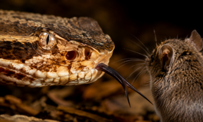 Cobras desenvolveram uma forma eficiente de caçar que combina músculos poderosos, percepção de calor e movimentos precisos para capturar presas maiores que a própria cabeça