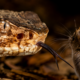 Cobras desenvolveram uma forma eficiente de caçar que combina músculos poderosos, percepção de calor e movimentos precisos para capturar presas maiores que a própria cabeça