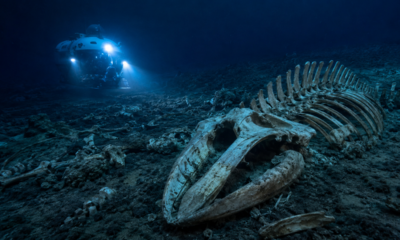 A 7 mil metros de profundidade no Oceano Índico, submarino chinês encontra cemitério de baleias com restos de até 5,3 milhões de anos
