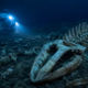A 7 mil metros de profundidade no Oceano Índico, submarino chinês encontra cemitério de baleias com restos de até 5,3 milhões de anos