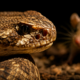 A cobra que consegue capturar presas maiores que a própria cabeça usando músculos, calor e movimentos precisos