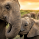 Por que dizemos que ele tem memória de elefante? Quantos anos os elefantes realmente lembram?