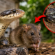 Confundida com uma cobra venenosa, essa espécie inofensiva pode ser uma das maiores aliadas no combate aos ratos