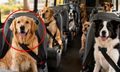Um ônibus especial apenas para transportar cães: dezenas de animais viajam em perfeita ordem