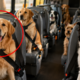 Um ônibus especial apenas para transportar cães: dezenas de animais viajam em perfeita ordem