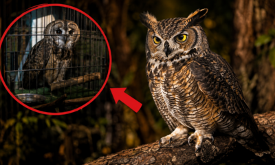 Um ornitólogo descobriu por que corujas nunca devem ser mantidas como animais de estimação: "Tudo o que se fala sobre elas é mentira”