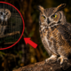 Um ornitólogo descobriu por que corujas nunca devem ser mantidas como animais de estimação: "Tudo o que se fala sobre elas é mentira”