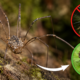 Confundida com uma aranha venenosa, essa espécie inofensiva pode ser uma das maiores aliadas no combate às moscas