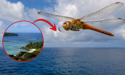 Biólogos descobriram que esta libélula é o inseto que percorre as maiores distâncias