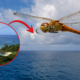 Biólogos descobriram que esta libélula é o inseto que percorre as maiores distâncias