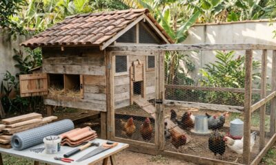 Quanto custa construir um galinheiro para 10 galinhas do zero: preço dos materiais, equipamentos e compra das aves