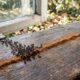 Adeus formigas invadindo casa: o truque natural que muita gente usa para proteger plantas, quintal e áreas da casa