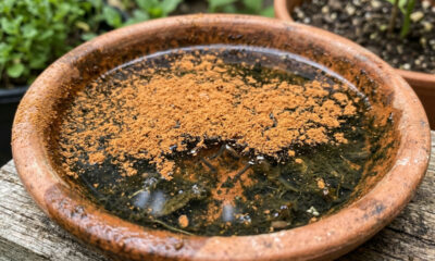 Pó de canela contra a reprodução de insetos: o estudo que revela como a substância cinamaldeído aniquila focos de larvas de mosquitos na água