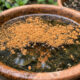 Pó de canela contra a reprodução de insetos: o estudo que revela como a substância cinamaldeído aniquila focos de larvas de mosquitos na água