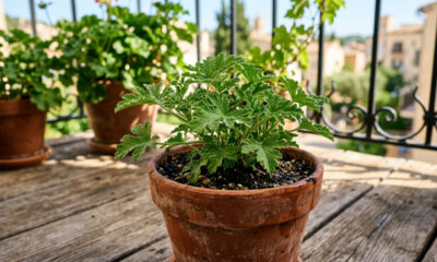 Essa plantinha barata, cultivada em pequenos vasos, perfuma a varanda e cria um escudo natural impenetrável contra o mosquito da dengue
