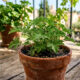 Essa plantinha barata, cultivada em pequenos vasos, perfuma a varanda e cria um escudo natural impenetrável contra o mosquito da dengue