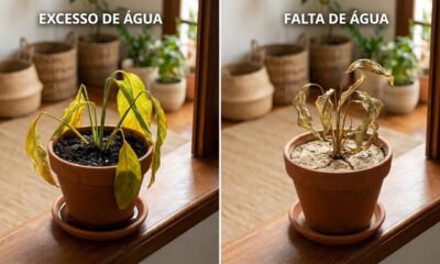 Os jardineiros experientes concordam: "Planta que amarela quase sempre está com água demais, não de menos"