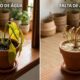 Os jardineiros experientes concordam: "Planta que amarela quase sempre está com água demais, não de menos"