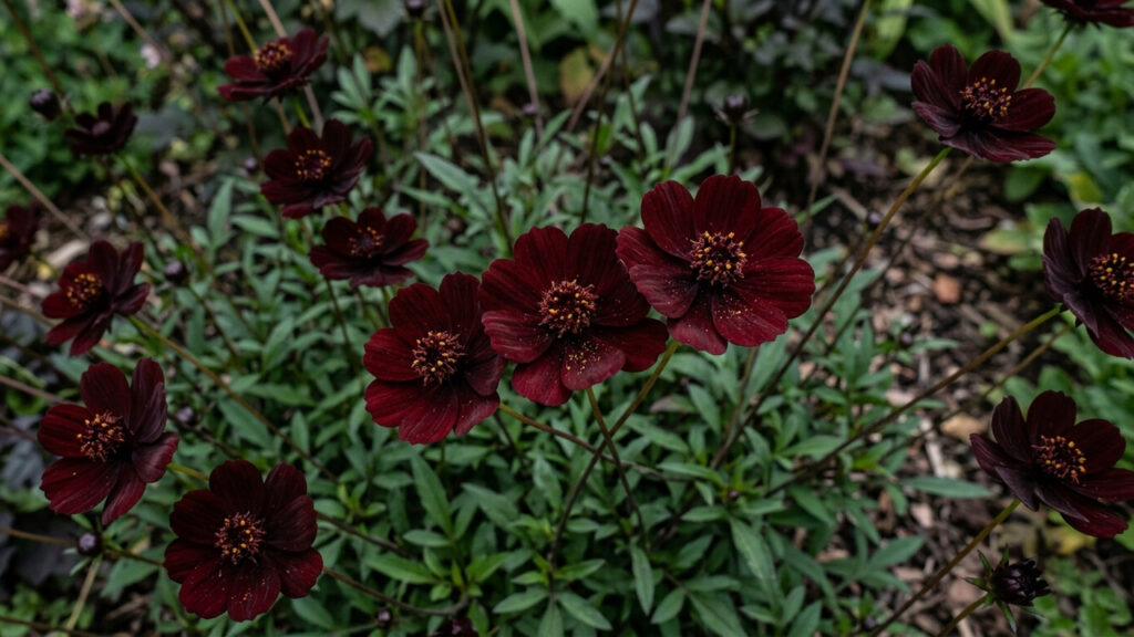 Essa flor ornamental exótica exala um aroma intenso de chocolate amargo e floresce o verão inteiro em canteiros ensolarados do quintal