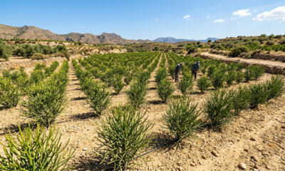 Esse cacto exótico não possui espinhos e parece um tufo de lápis verdes amarrados: de cultivo rústico, ele cresce muito rápido e ama o abandono