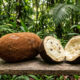 Conhecido como o cacau da floresta: a fruta de casca dura marrom esconde uma polpa branca azedinha que faz o melhor suco tropical do país