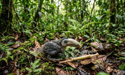 Homem resgata filhote de tucano na Amazônia e acompanha sua emocionante jornada até o primeiro voo