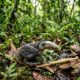 Homem resgata filhote de tucano na Amazônia e acompanha sua emocionante jornada até o primeiro voo