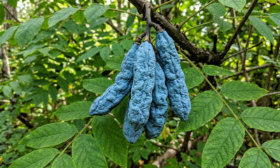 Os bizarros dedos de morto da natureza: a fruta asiática que tem formato de salsichas azuis neon e esconde um recheio de gelatina transparente