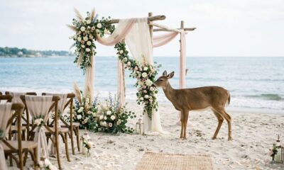 Casamento romântico na praia é interrompido por cervo faminto e cena inesperada surpreende os convidados