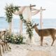 Casamento romântico na praia é interrompido por cervo faminto e cena inesperada surpreende os convidados