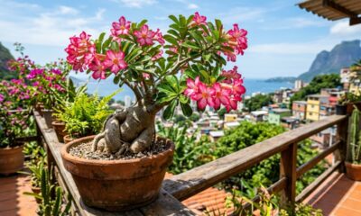 A rosa que passa semanas sem água e floresce justamente no calor intenso: conheça a planta perfeita para quem esquece de regar