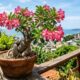 A rosa que passa semanas sem água e floresce justamente no calor intenso: conheça a planta perfeita para quem esquece de regar
